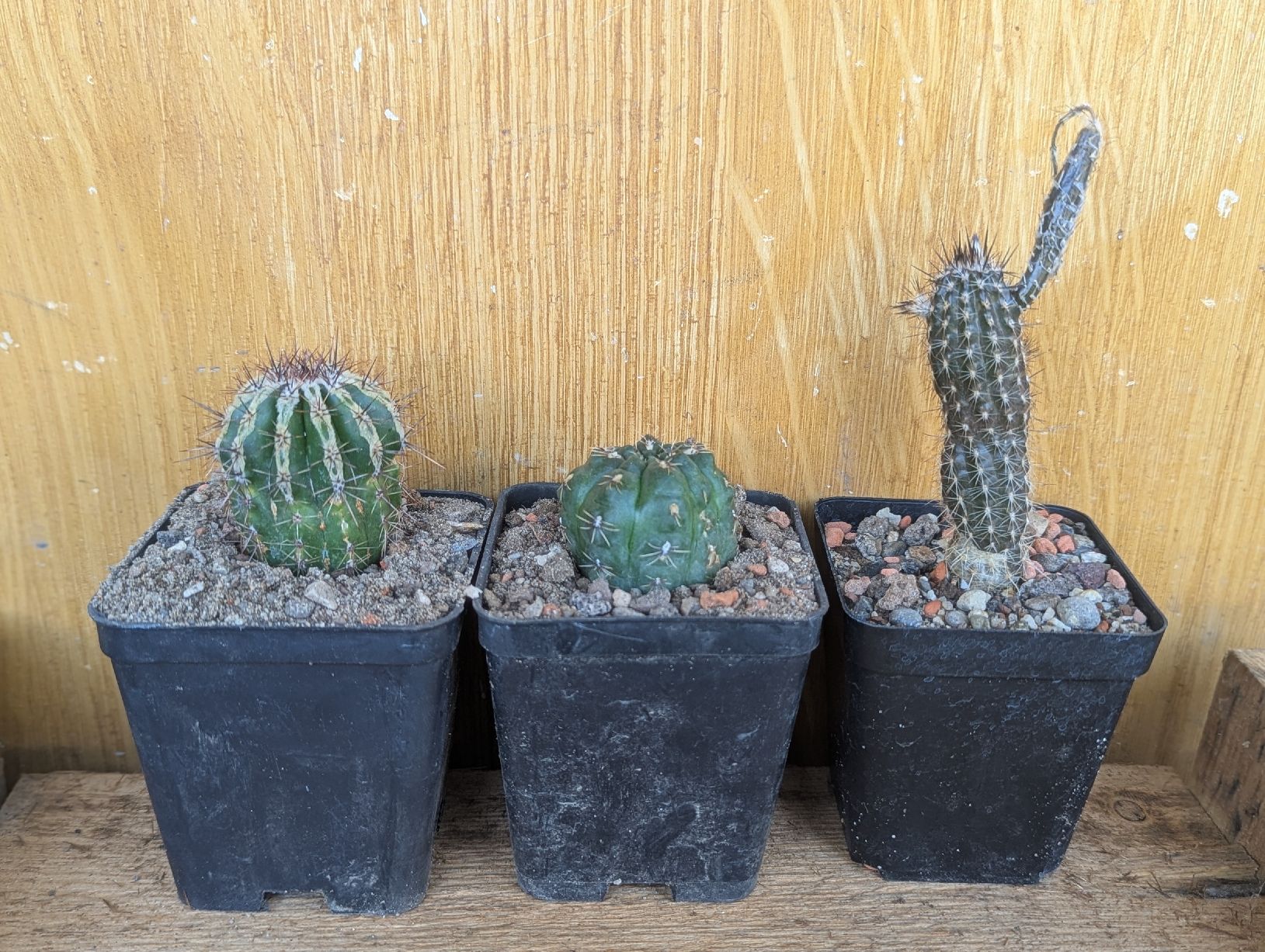 Pflanzen & Samen: tris di cactacee – Gebraucht aus Comano von che_8lc2