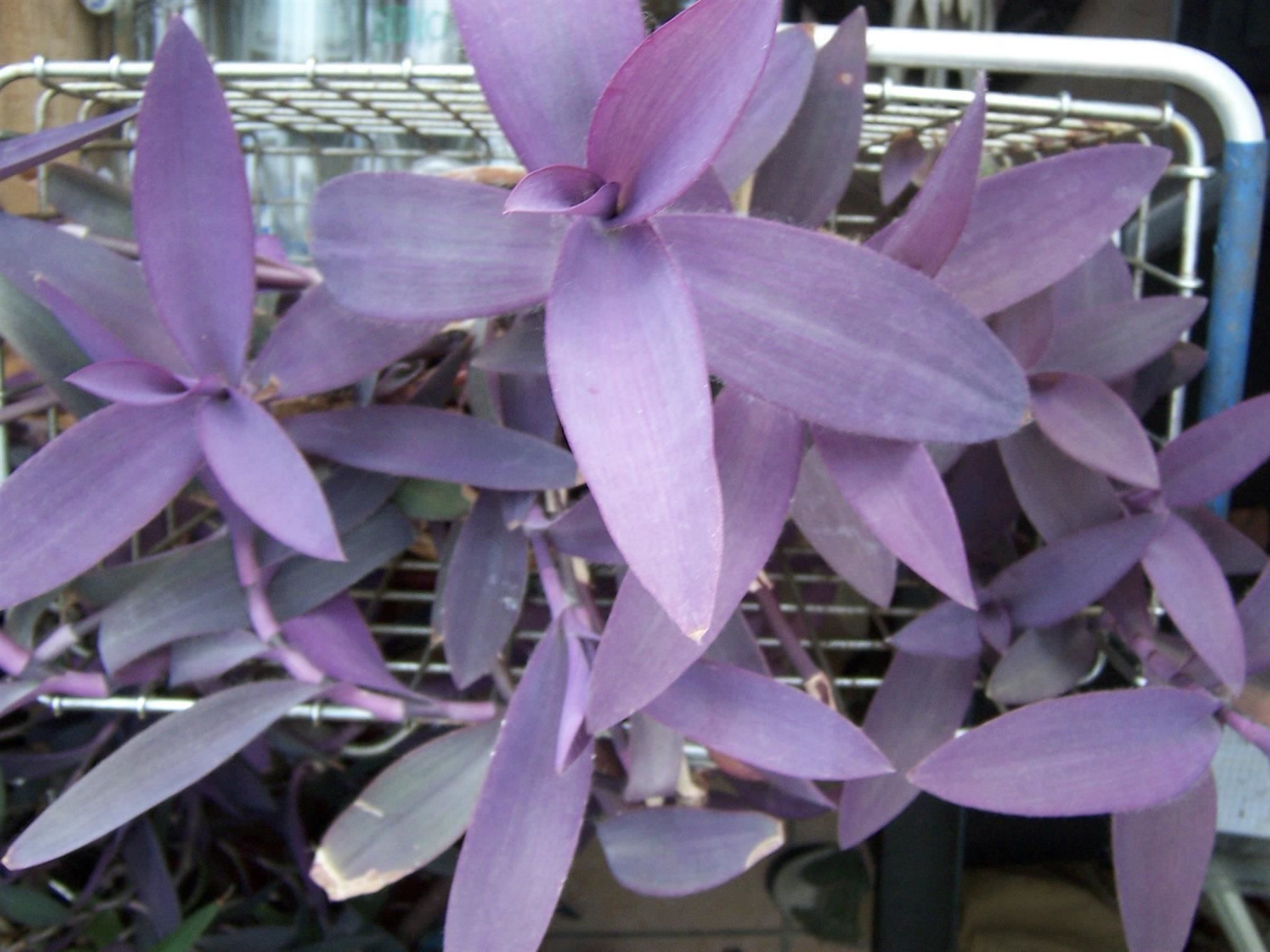 Piante & sementi: Mexikanische Dreimasterblume violett – Nuovo e nell'imballaggio originale da Kerzers venduto da zimmergruen