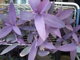Mexikanische Dreimasterblume violett