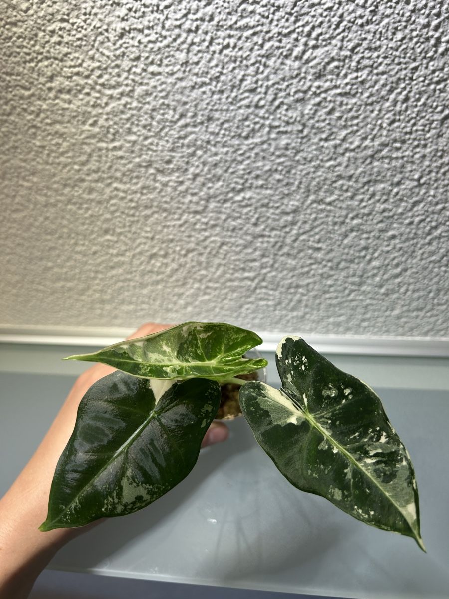 Piante & sementi: Alocasia Fydek – Usato da Niederbüren venduto da Monde09 1