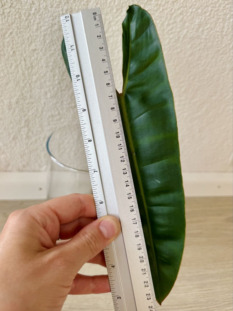 Piante & sementi: Philodendron Billietiae | Fresh Cutting | Large Leaf – Nuovo (secondo la descrizione) da Bülach venduto da Bloom_Witch 2