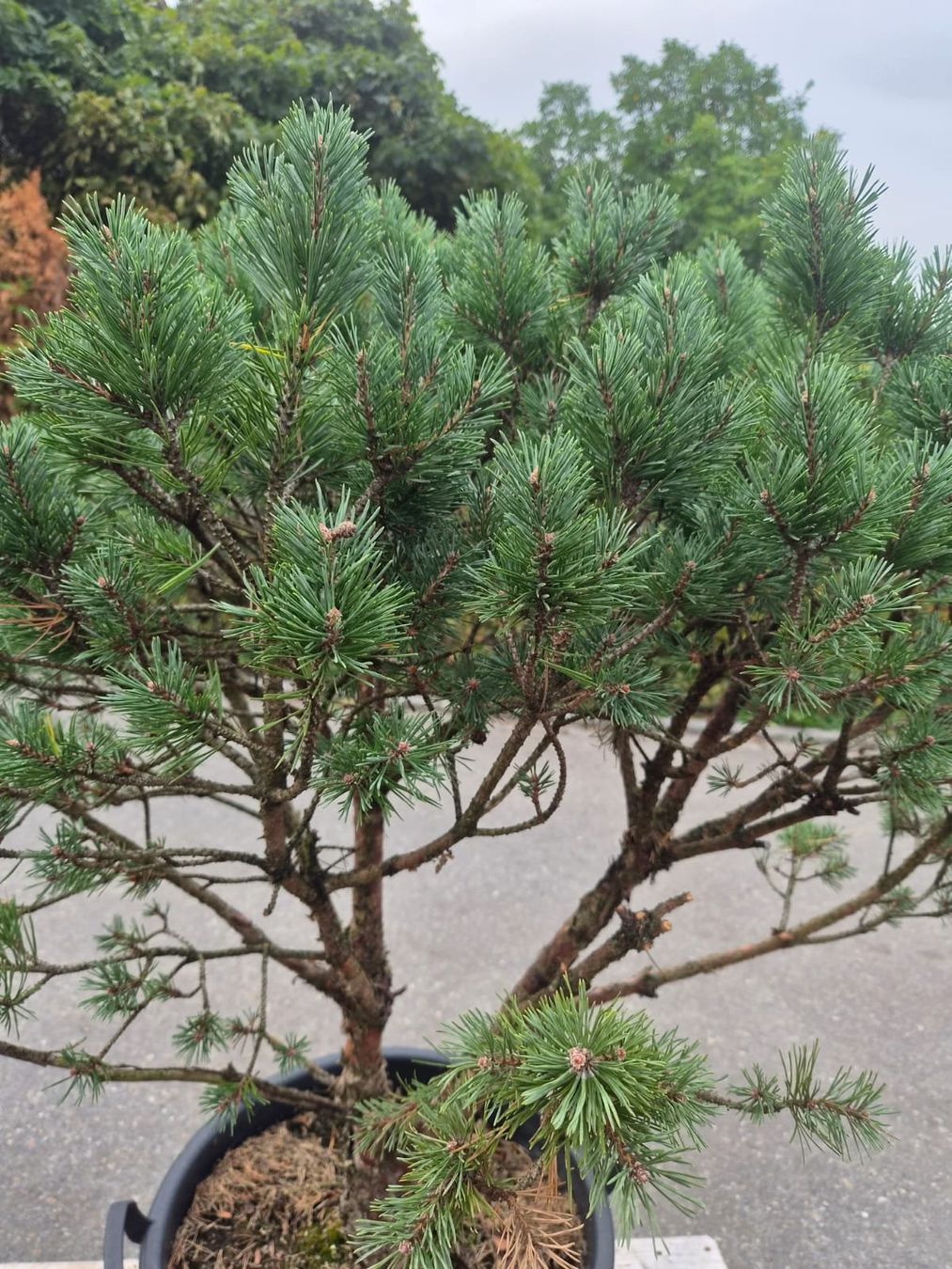 Schöne, gesunde Pinus sylvestris (Waldkiefer) zu verkaufen (Gebraucht ...