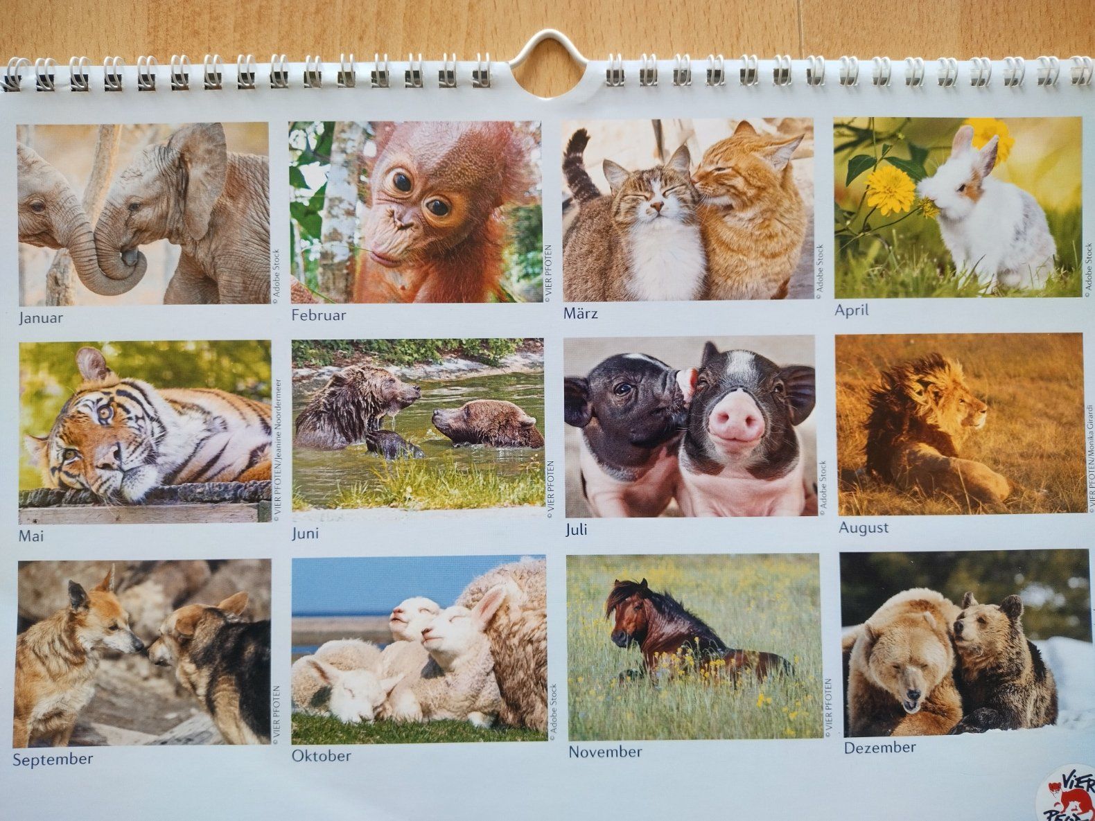 Calendari: Tierkalender 2021 - Wandkalender – Nuovo (secondo la descrizione) da Jona venduto da Argus36 2