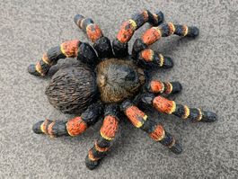 Schleich vogelspinne