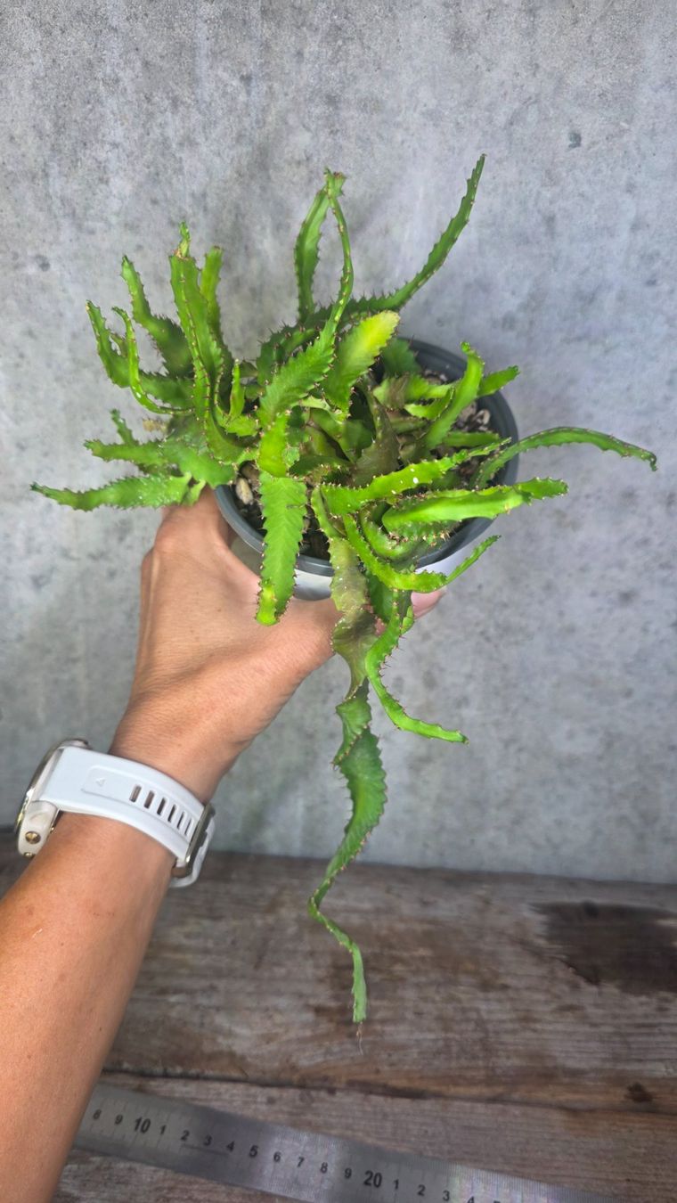Pflanzen & Samen: Euphorbia stellata – Gebraucht aus St.Erhard von Plumilandschweiz 2