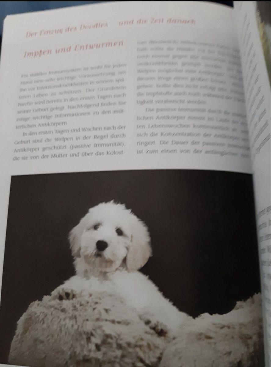 Bücher: Hunde Buch Doodles – Gebraucht aus Bern von Osino 1