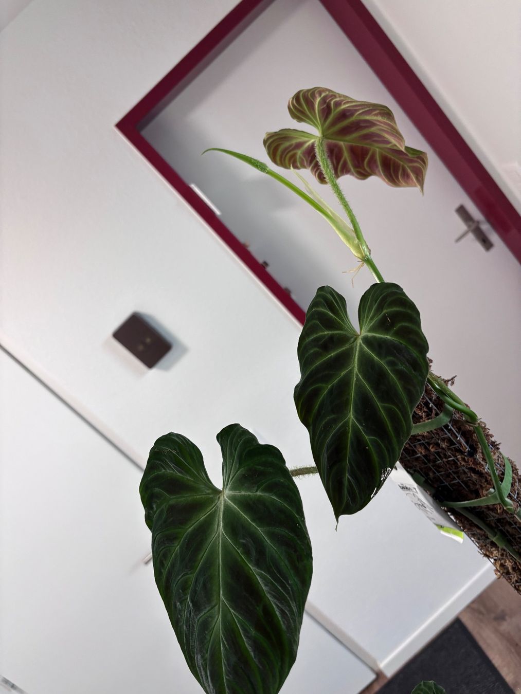 Piante & sementi: Philodendron Verrucosum 'Panther' – Usato da Oberbuchsiten venduto da Muskatellerchen 3