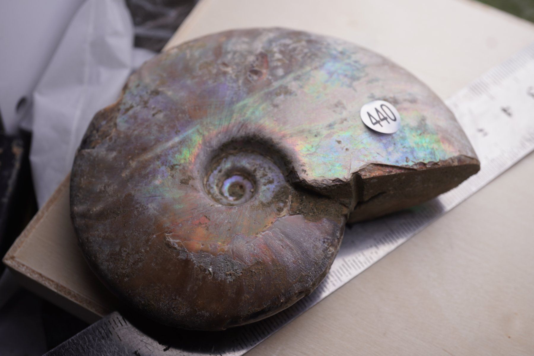 Minéraux & Lithothérapie: Ammonit  Opalisiert   Wunderschön  ca  95mm – Neuf avec emballage d'origine à Eschenbach SG par topstone
