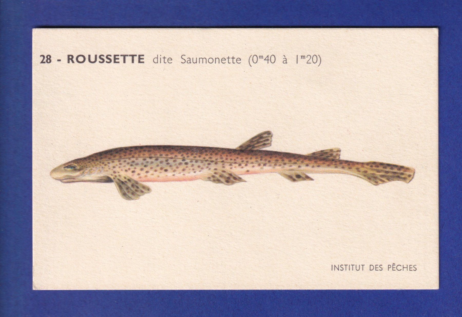 Ansichtskarten: Poisson - ROUSSETTE dite Saumonette – Gebraucht aus Pully von nicecards-shop
