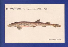 Poisson - ROUSSETTE dite Saumonette
