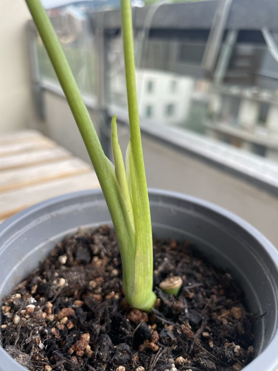 Pflanzen & Samen: Baby monstera – Gebraucht aus Bern von adr_62mn 1