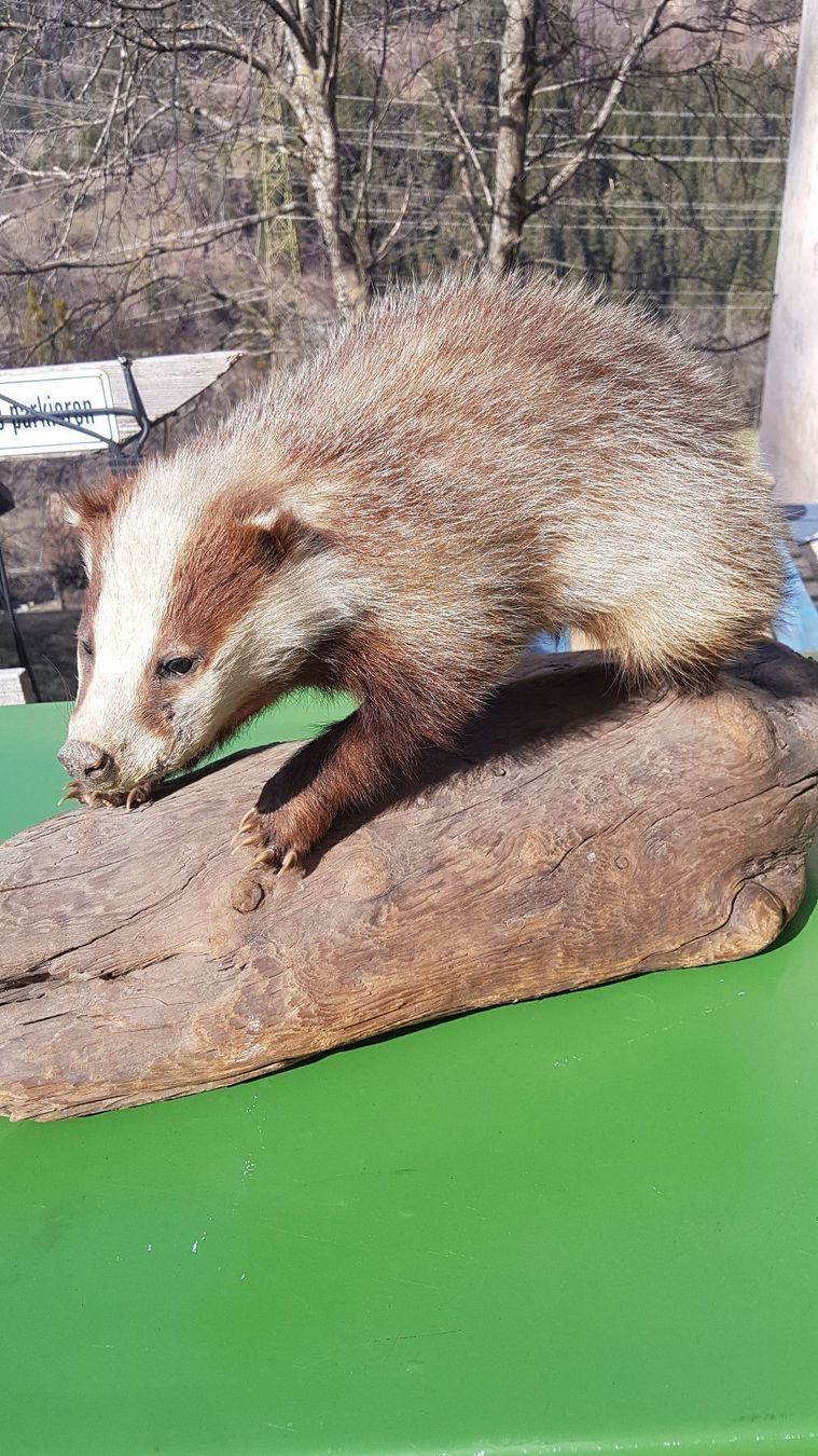 Il mondo degli animali: Dachs – Usato da Sils im Domleschg venduto da platin01 2