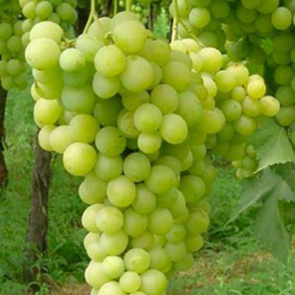 Piante & sementi: Vigne sans traitements ELISABETH – Nuovo (secondo la descrizione) da Bremblens venduto da FIBONACCI369