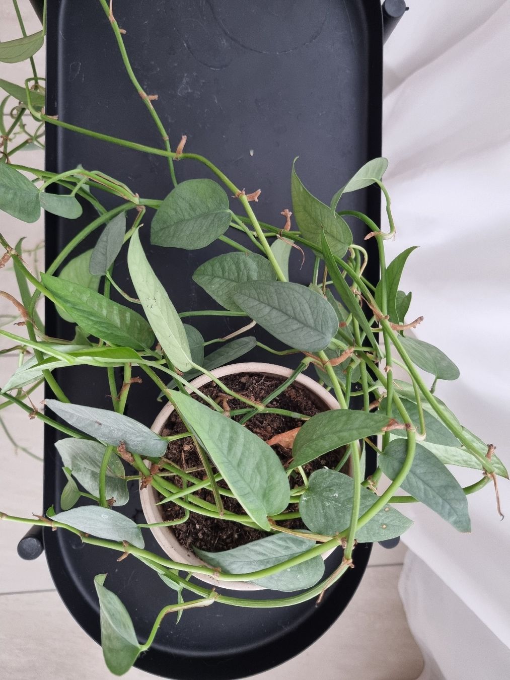 Piante & sementi: Cebu Blue Pothos – Usato da Zürich venduto da AnnaPavel 2