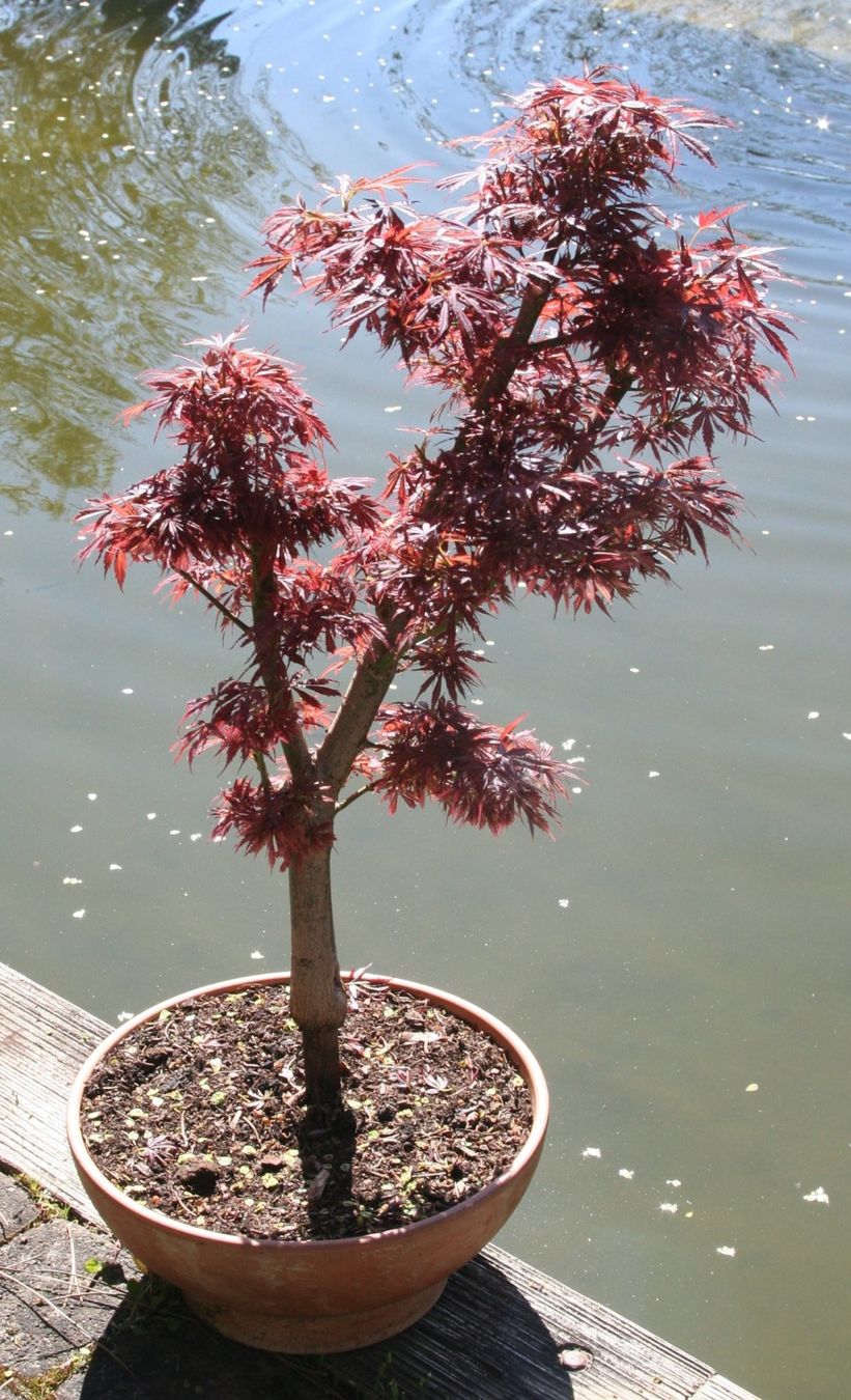 Piante & sementi: BONSAI  -  Fächerahorn "Jerre Schwartz" – Usato da Gretzenbach venduto da Sikim 2