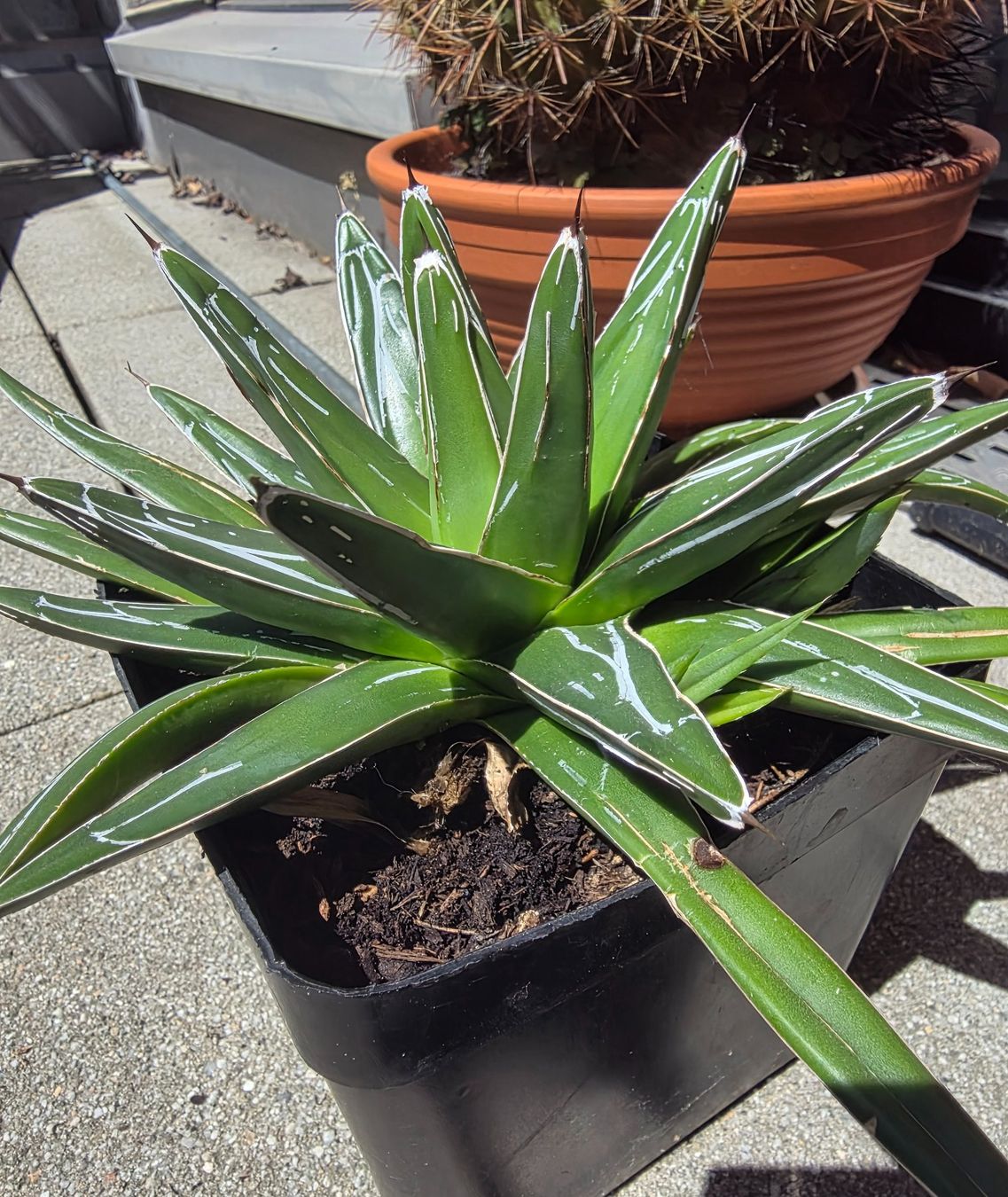 Pflanzen & Samen: Agave victoria reginae 25cm – Gebraucht aus Basel von AJacks 2