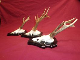 Reh, Geweihe, Trophäe, Horn, Dekoration, Jagd Abwurfstangen