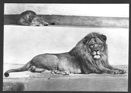 Zoologischer Garten Zürich Löwen Felix und Regula