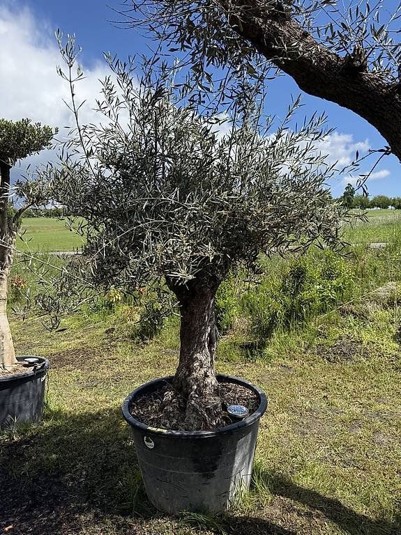 Piante & sementi: Olivenbaum "Olea Europea 01" – Nuovo (secondo la descrizione) da Zuckenriet venduto da Thur_Plant 3