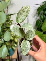 Hoya carnosa ‚Nova Ghost‘ ✨