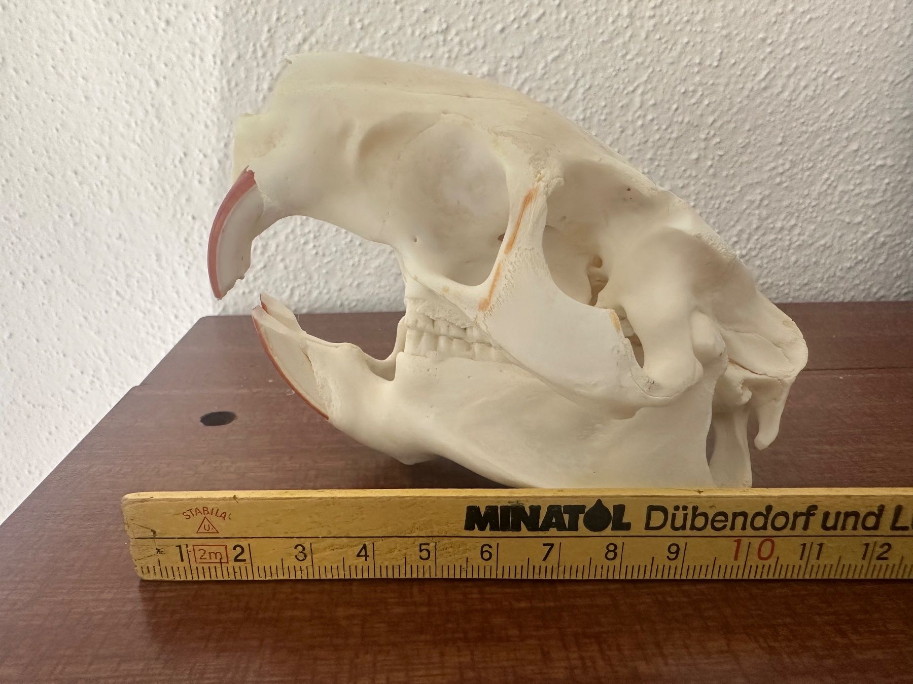Il mondo degli animali: Nutriaschädel (Bieberratte), Schädel, Tier, Dekoration – Usato da Bussnang venduto da Tatzfatz 4