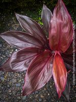 Cordyline Fruticosa Mambo - burgundy Schönheit
