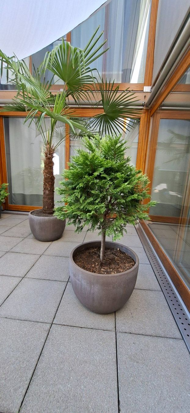 Pflanzen & Samen: Thuja Lebensbaum mit Topf 1.45m H – Gebraucht aus Riehen von Valflyfi 2
