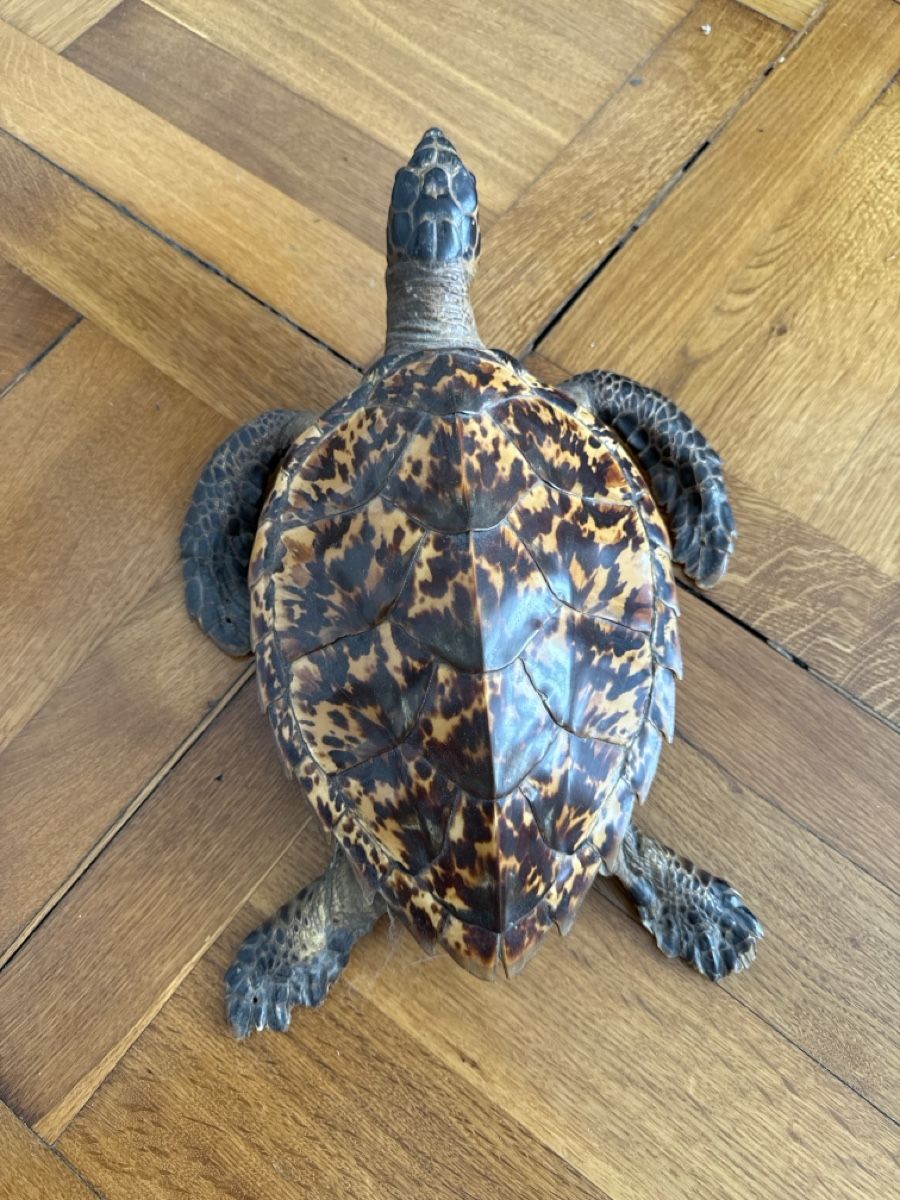 Monde des animaux: Wunderschön präparierte Schildkröte – D'occasion à Basel par Ramses1179 2