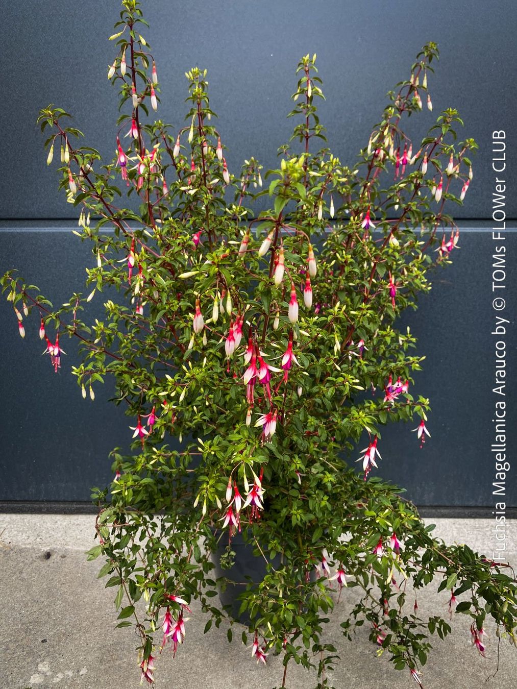 Piante & sementi: Fuchsia Magellanica Alba oder Arauco - winterharte Sorten – Usato da Adliswil venduto da asTOMas963 2
