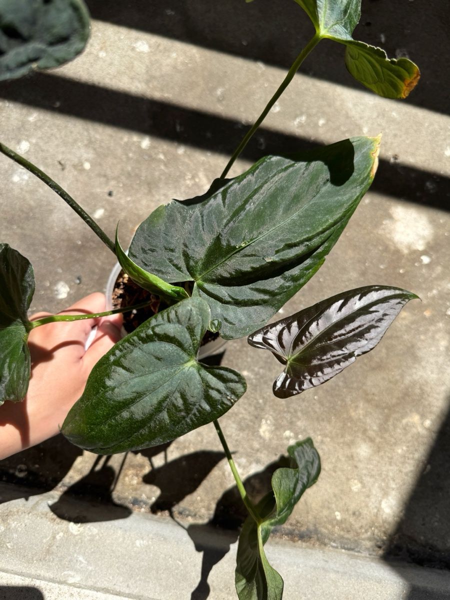 Piante & sementi: Anthurium Papi Hybrid? – Nuovo (secondo la descrizione) da Bern venduto da Lucas_Ma