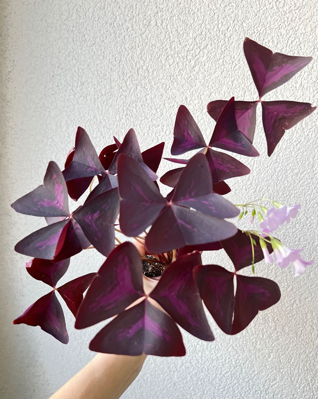Piante & sementi: Oxalis Triangularis, Roter Glücksklee – Usato da Glattpark(Opfikon) venduto da ste_n99y 4