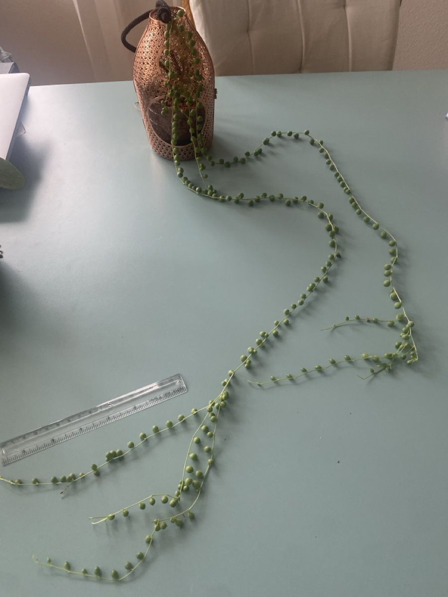 Piante & sementi: Erbsenpflanze, Senecio rowleyanus – Nuovo (secondo la descrizione) da Zürich venduto da echt01