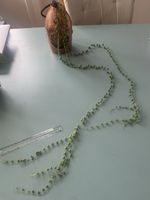 Erbsenpflanze, Senecio rowleyanus