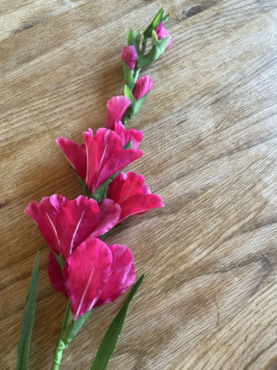 Piante & sementi: Gladiole – Usato da Freidorf TG venduto da ibipatria