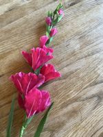 Gladiole