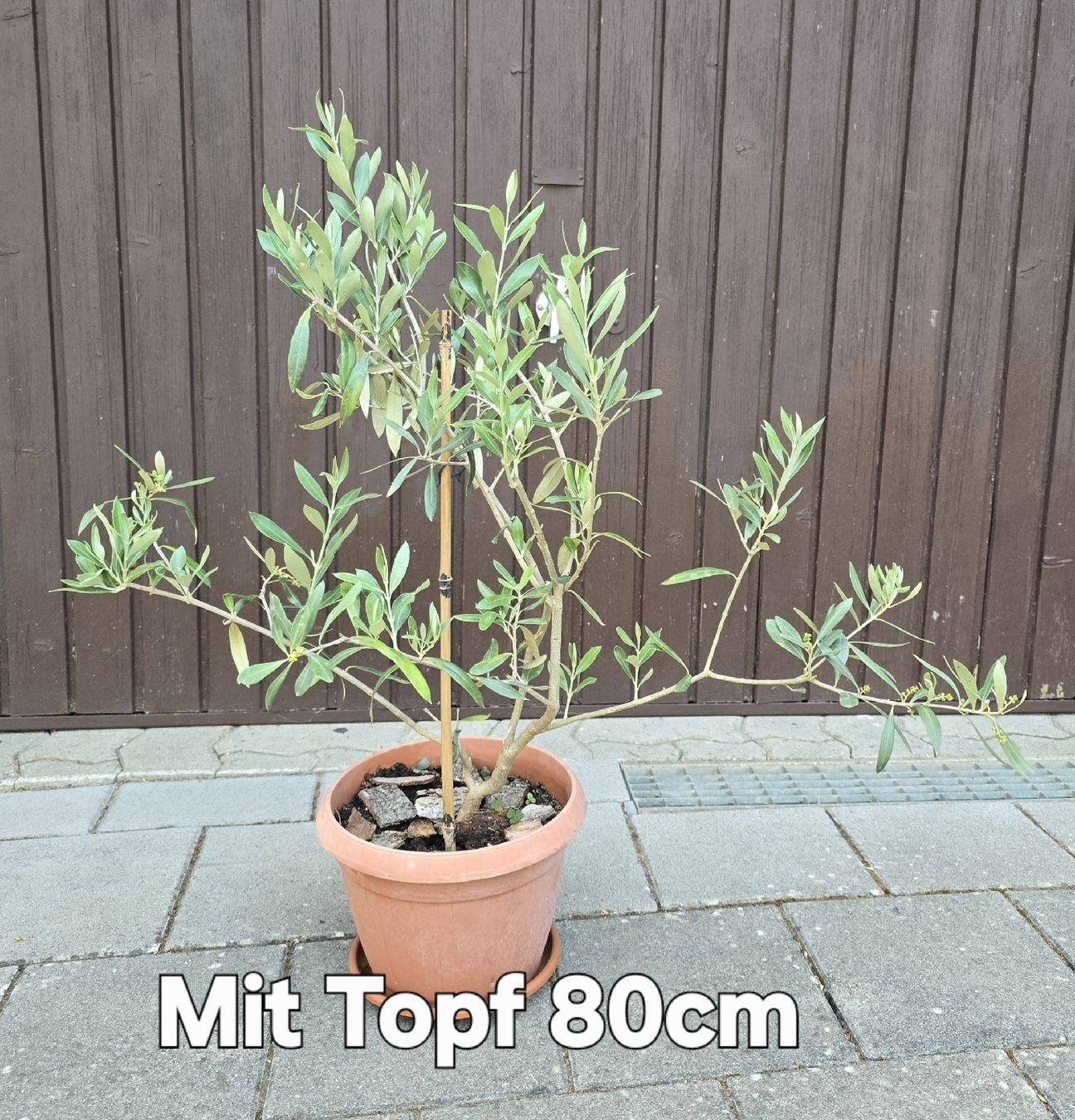 Piante & sementi: Junger Olivenbaum im Topf – Usato da Aarburg venduto da popkorn65