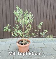 Junger Olivenbaum im Topf