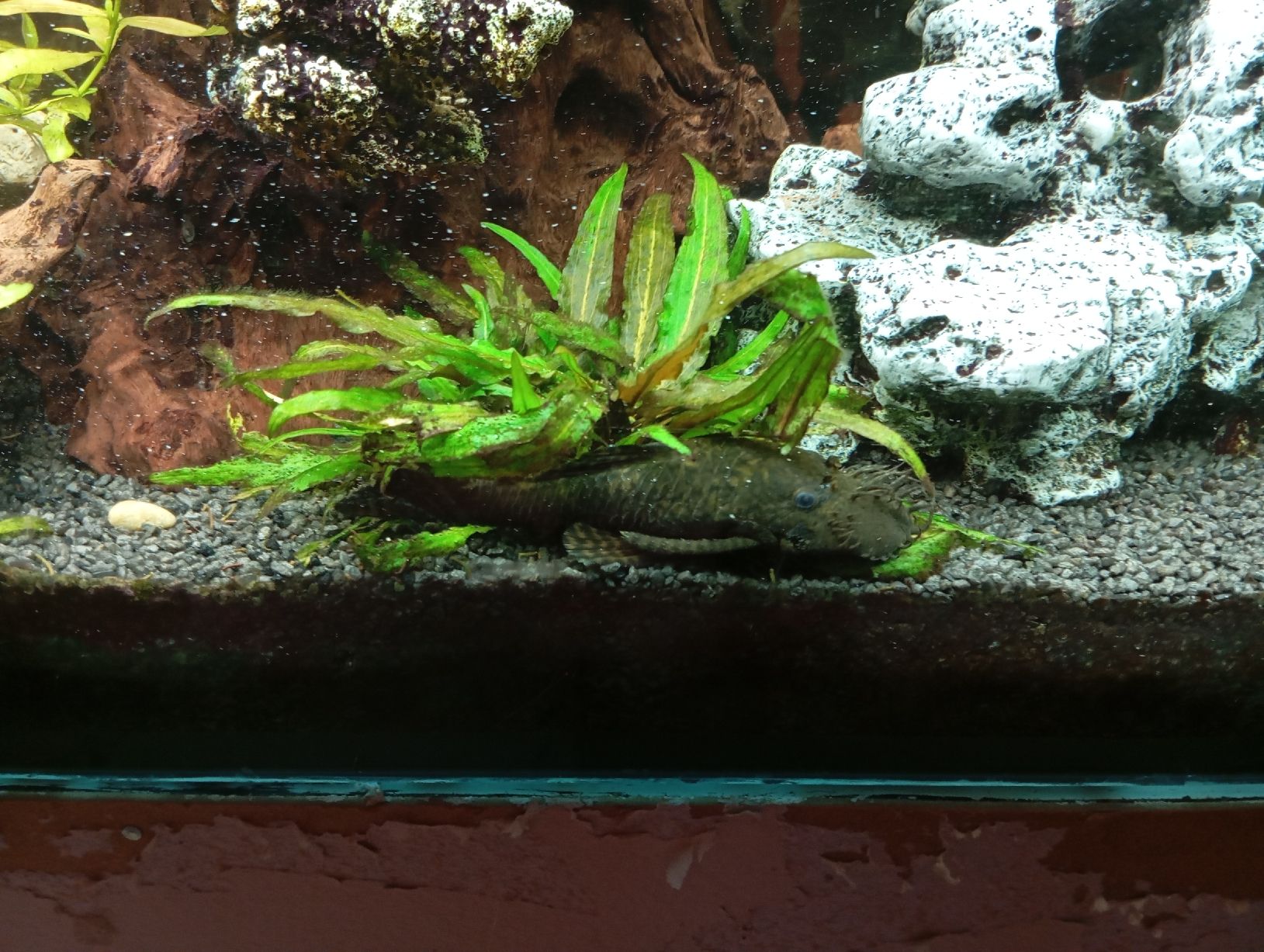 Acquari: Juwel Aquarium Rio180 – Usato da Stallikon venduto da Sweetie_1 4