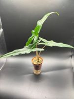 Alocasia Sabrina Narrow  (1-17)