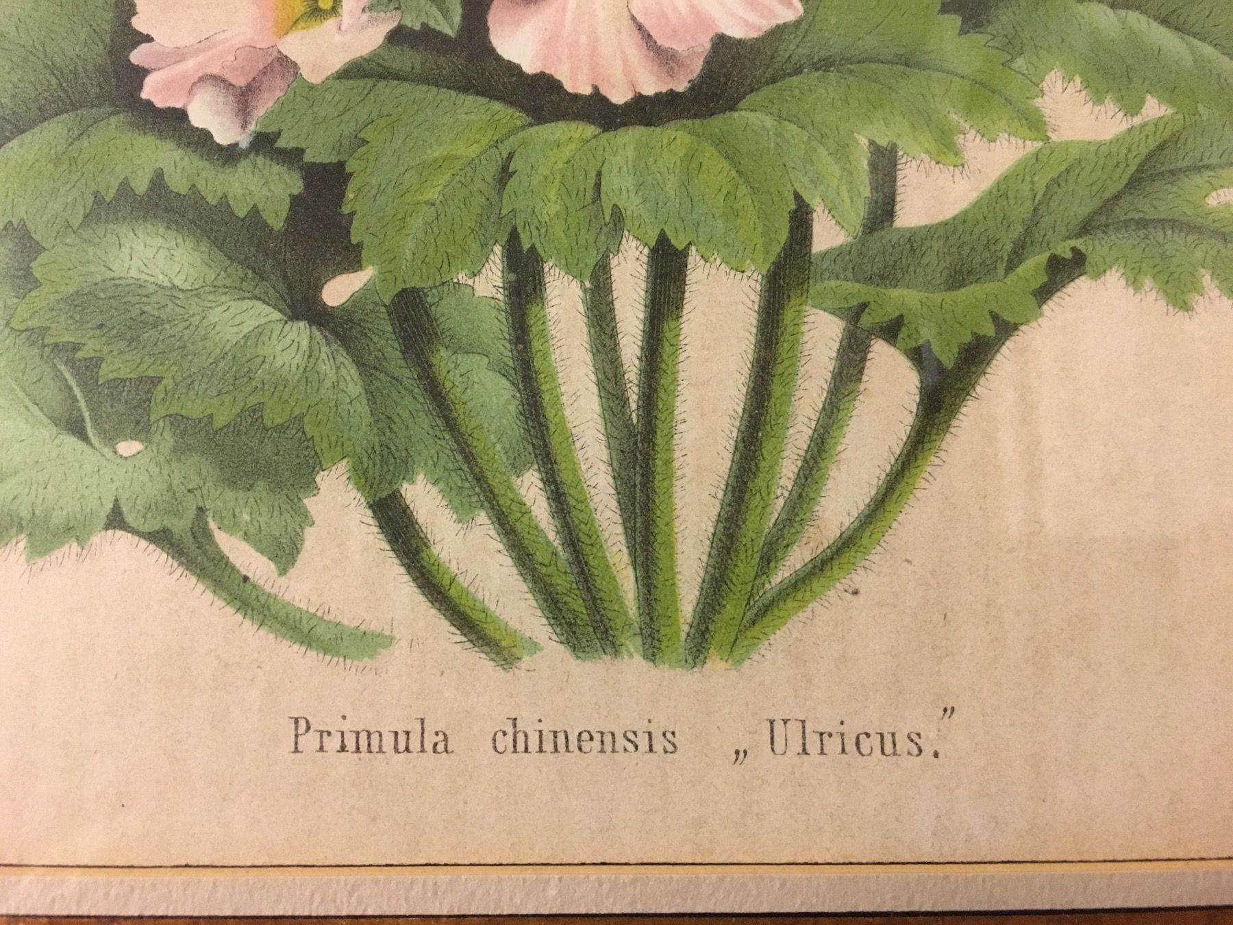 Grafica & Litografie: Alte Bild Primula  Farblithographie – Usato da Lanzenhäusern venduto da vic63 3