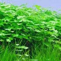 Hydrocotyle tripartita mini