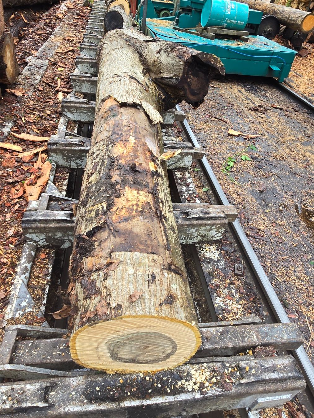 Articoli in legno: Nussbaumstamm Nr.3 – Nuovo (secondo la descrizione) da Ramsei venduto da Waelchris 1