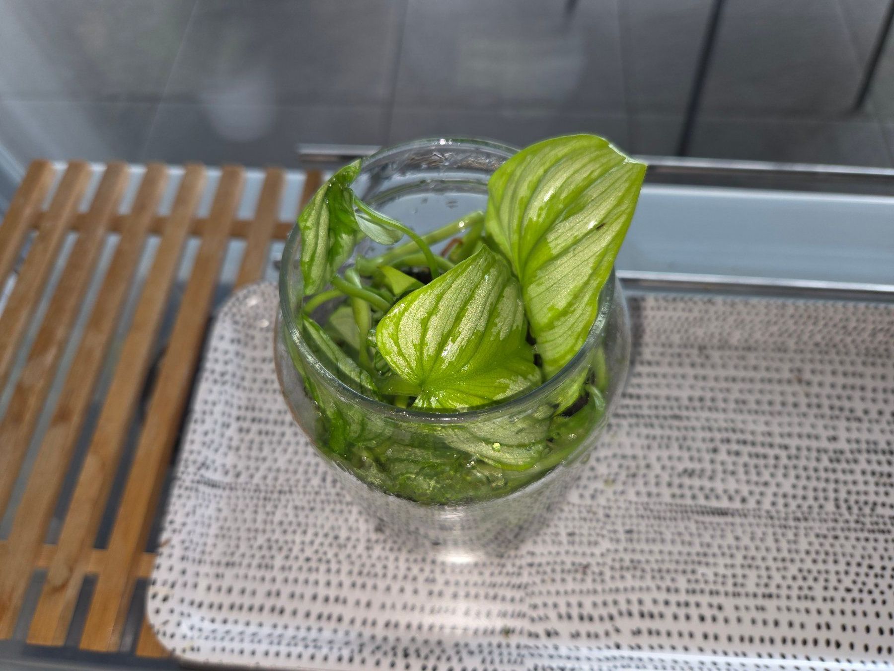 Pflanzen & Samen: ** Philodendron Mamei** – Gebraucht aus Broc von omegadlocks 1