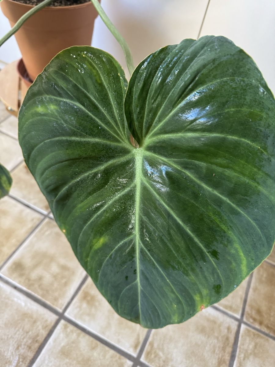 Piante & sementi: Philodendron Gloriosum  – Usato da Sugiez venduto da fabandy16 7