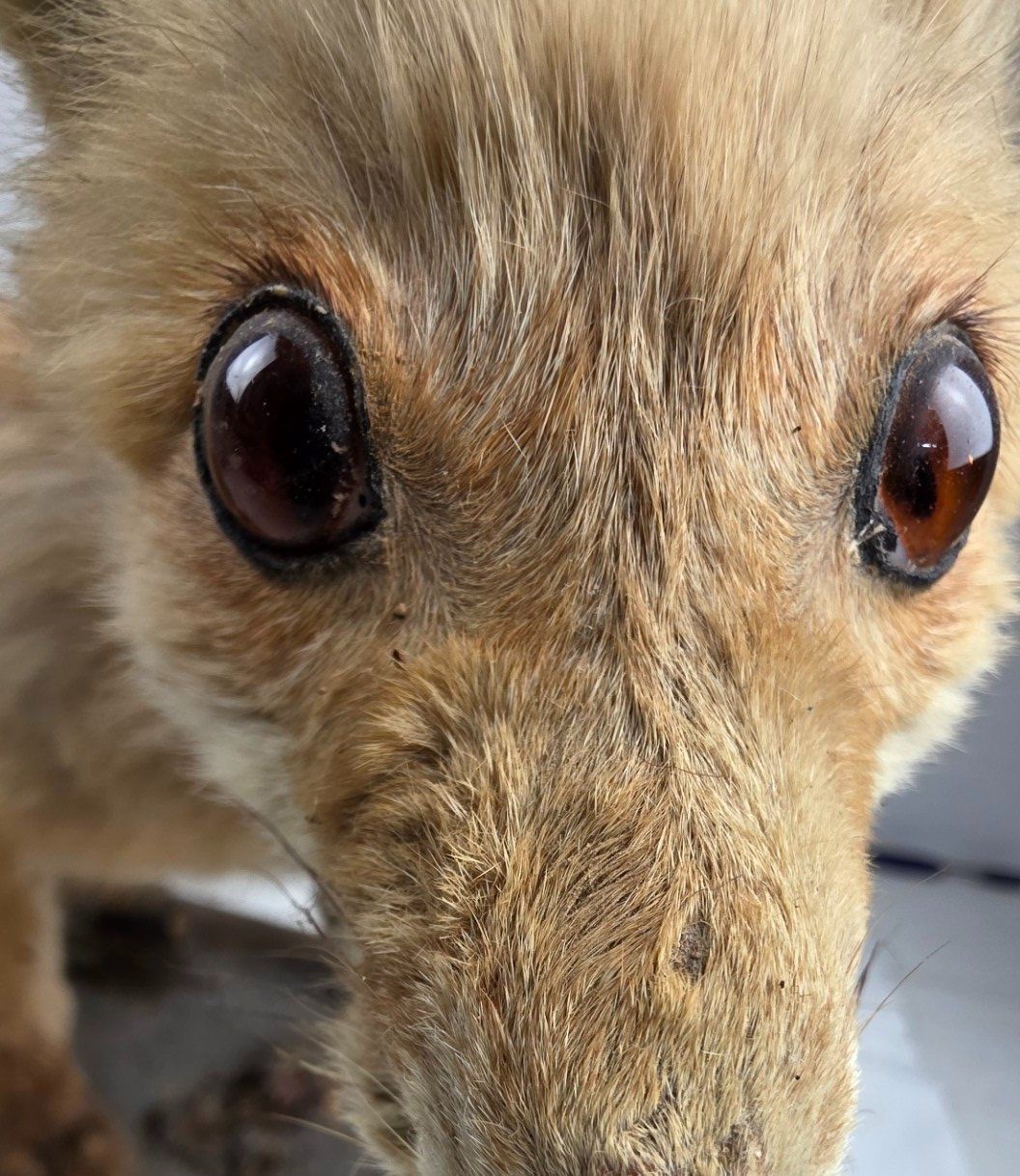 Il mondo degli animali: Junger präparierter Fuchs auf Sockel – Usato da Flums venduto da Flumsantik 5