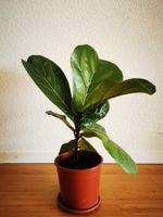 Geigenfeige Ficus lyrata Pflanze 41cm ab Boden