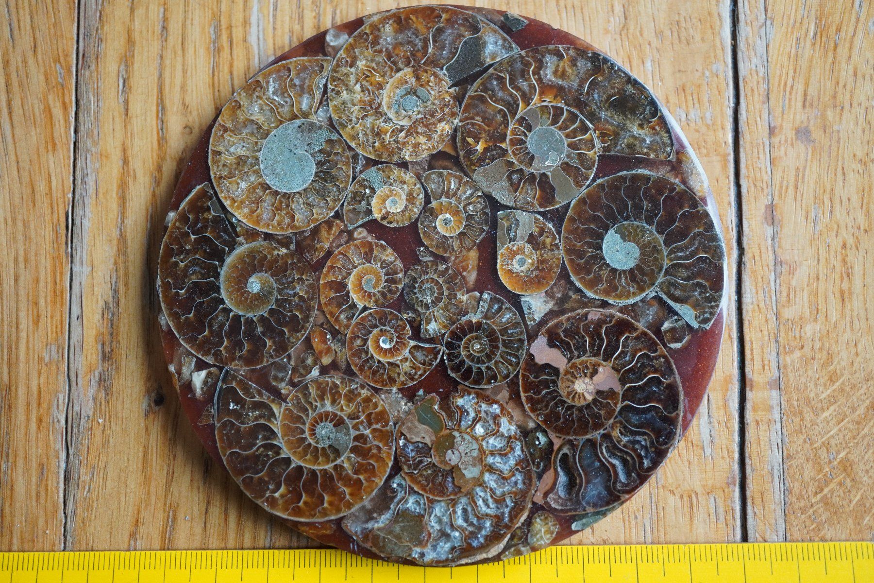Fossili: Ammonit  Platte      Sammlerstück  ca 11cm  Diverse – Nuovo e nell'imballaggio originale da Eschenbach SG venduto da craniums 5