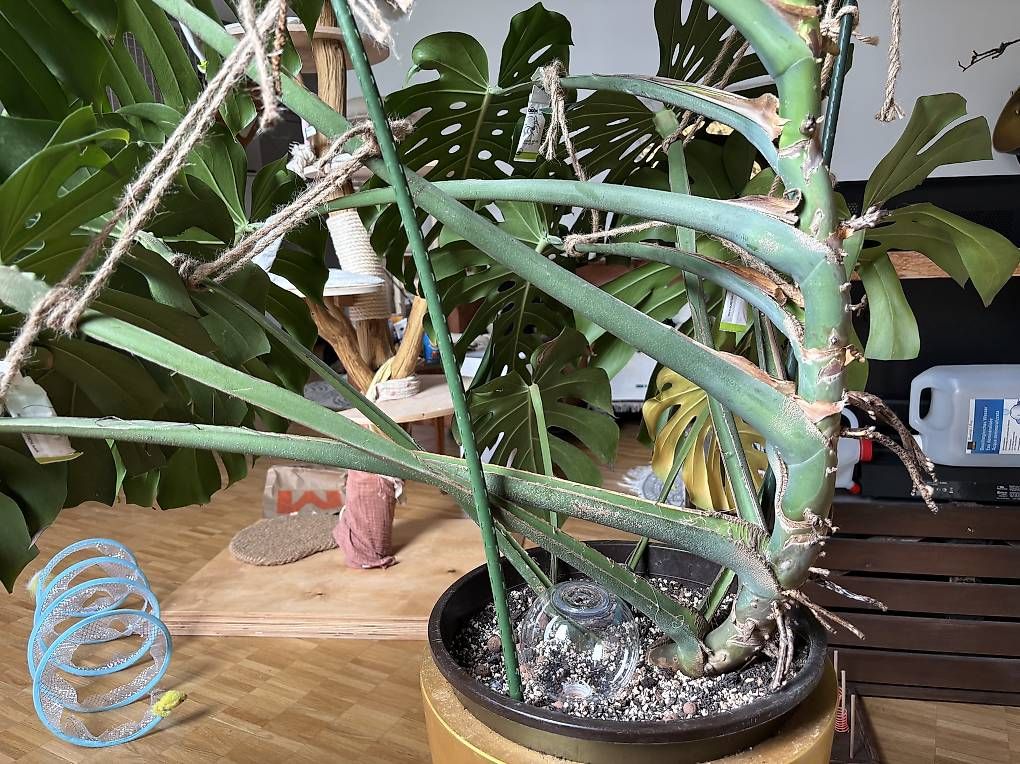 Pflanzen & Samen: Riiesige Monstera  – Gebraucht aus Kriens von nor_5ph9 1