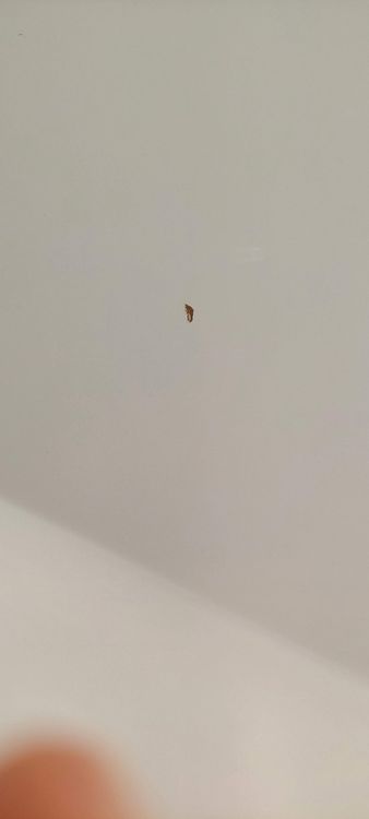 Scrivanie: Büro-, PC-, Schreibtisch 160x80 cm, weiss, ab 1 Franken! – Usato da Obbürgen venduto da twint99 6