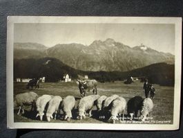 ST. MORITZ Landwirtschaft, Hirten mit Kühen und Schafen